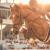 ClassyShowHorses