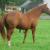 FallingStarFarm