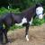 MoonAcre Stables