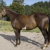 PaintsStables
